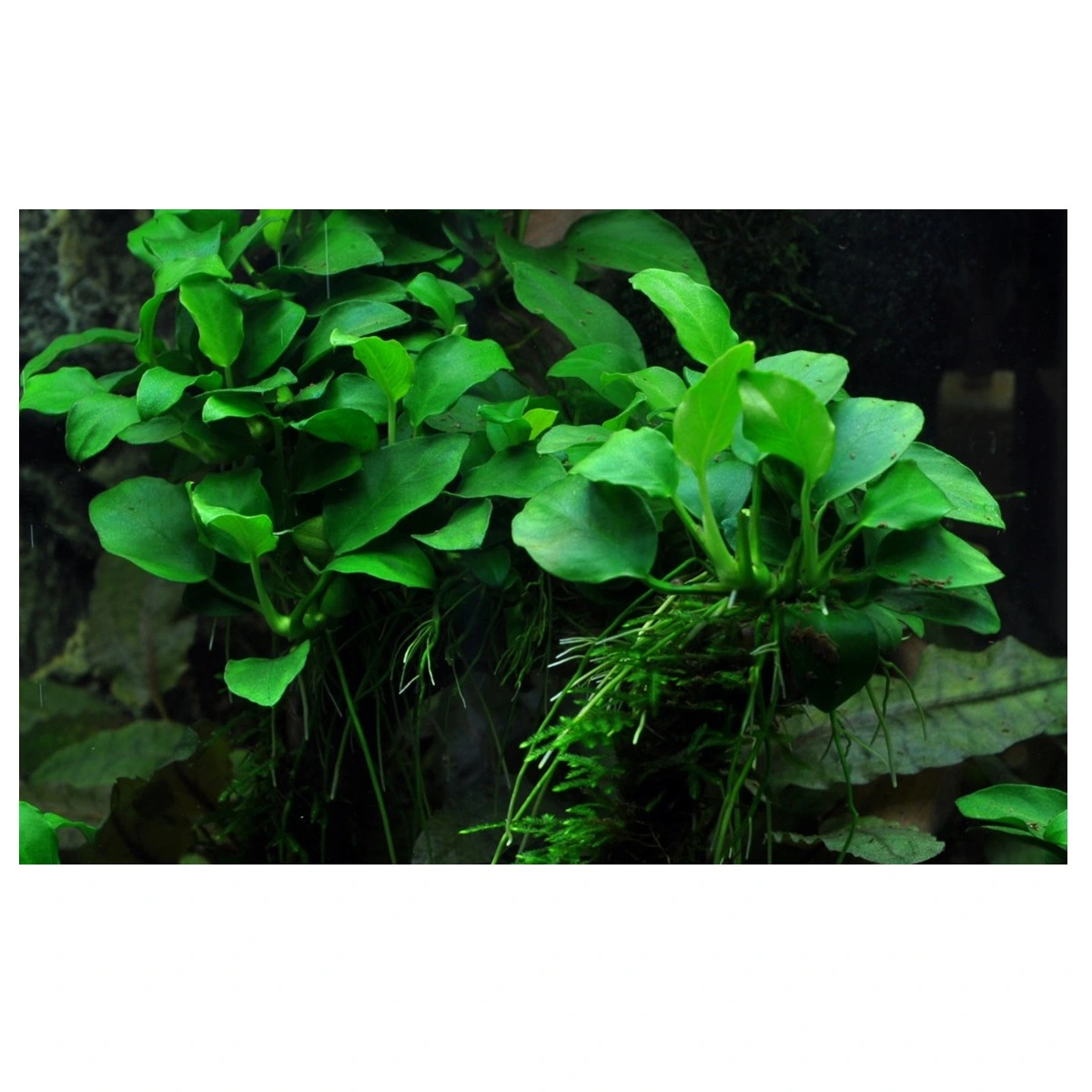 Tropica Akvarieplante i potte Anubias sp. Petite